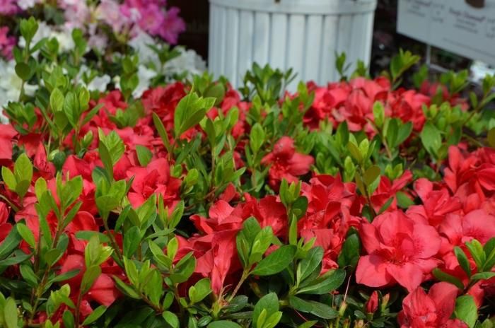 Encore Azalea &#39;Autumn Bonfire&#39;
