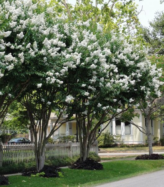 Crape Myrtle &#39;Natchez&#39;