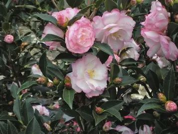 Camellia 'Leslie Anne'
