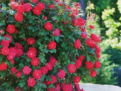 Double Knock Out Rose