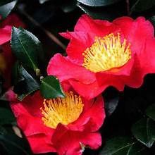 Camellia &#39;Yuletide&#39;