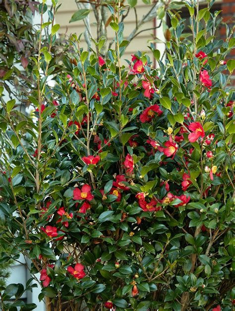 Camellia 'Yuletide'