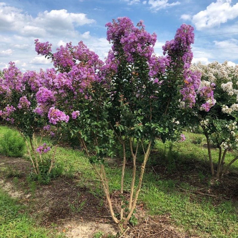 Crape Myrtle &#39;Catawba&#39;