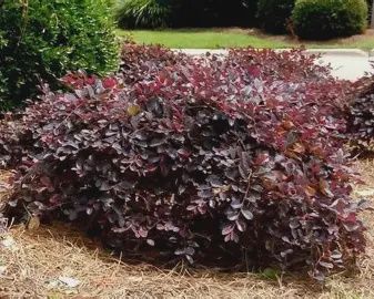 Loropetalum &#39;Daruma&#39; Compact Ruby