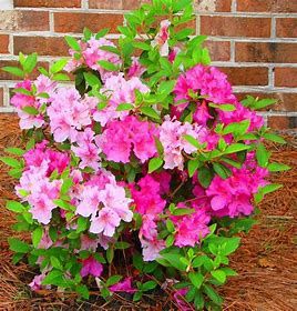 Encore Azalea 'Autumn Twist'