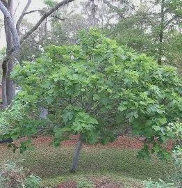 Fig Brown Turkey