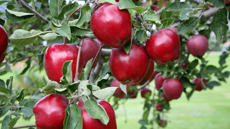 Apple Tree &#39;Red Delicious&#39;