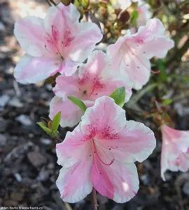 Azalea &#39;Conversation Piece&#39;
