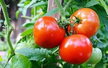 Tomato &#39;Better Boy&#39;