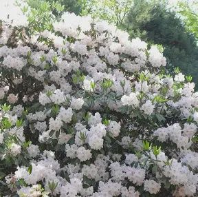 Encore Azalea &#39;Autumn Lily&#39;