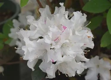 Encore Azalea 'Autumn Lily'