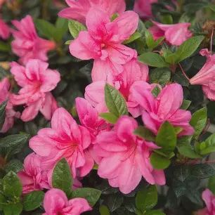Encore Azalea 'Autumn Empress'
