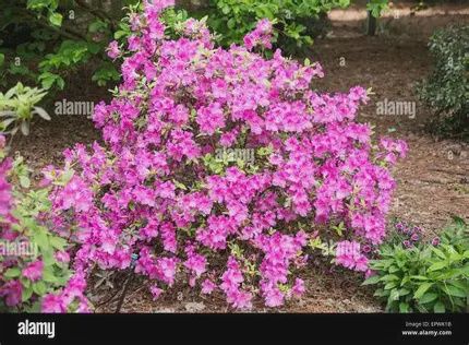 Encore Azalea &#39;Autumn Royalty&#39;