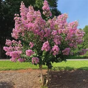 Crape Myrtle &#39; Hopi&#39;