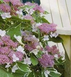 Hydrangea ‘Glory Blue'