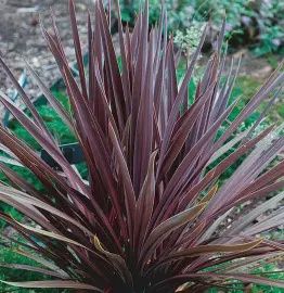 Cordyline &#39;Red Sensation&#39;