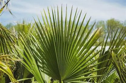 Mexican Fan Palm