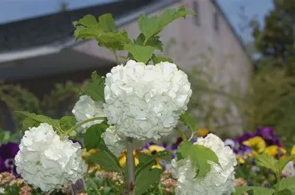 Virburnum &#39;Chinese Snowball&#39;