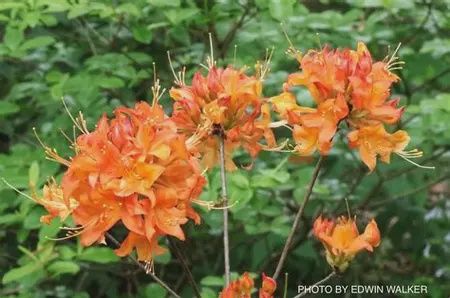 Native Azalea 'War Eagle'