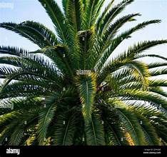 Canary Island Date Palm