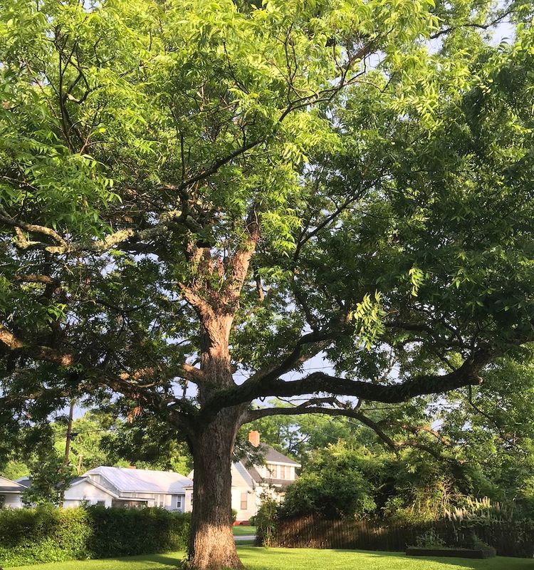 Hardy Pecan Tree