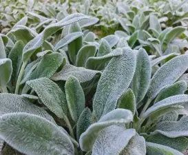 Lamb's Ear