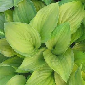 Hosta &#39;Guacamole&#39;