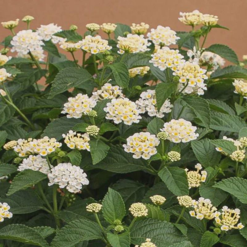 Lantana  'Cream''