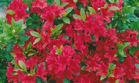 Azalea &#39;Amagasa’