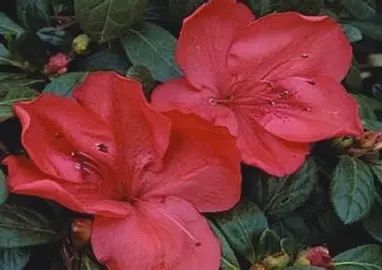 Azalea 'Amagasa’