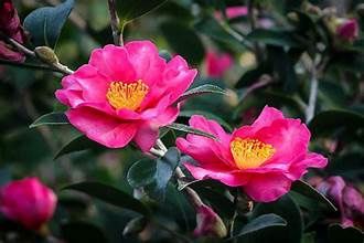 Camellia &#39;Kanjiro&#39;