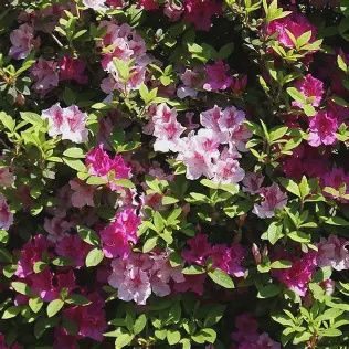 Azalea 'Conversation Piece'
