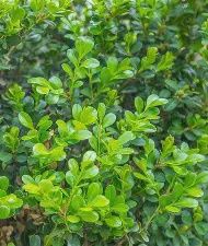 Boxwood "Japanese"