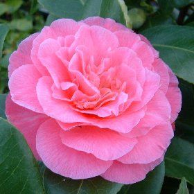 Camellia &#39;Marie Bracey&#39;