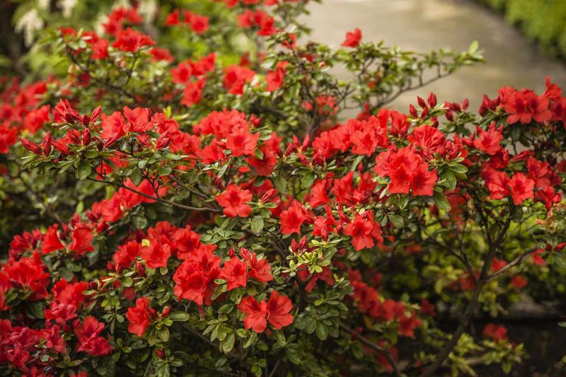 Encore Azalea 'Autumn Bonfire'