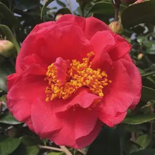 Camellia &#39;Turandot&#39;