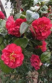 Camellia 'Turandot'