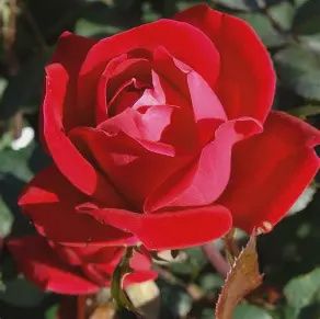 Double Knock Out Rose