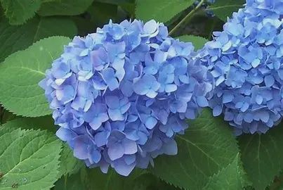 Hydrangea ‘Glory Blue&#39;