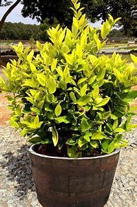 Ligustrum 'Howardii'