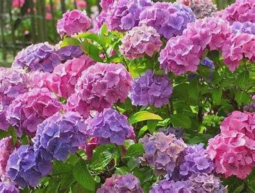 Hydrangea &#39;Merritt&#39;s Supreme&#39;