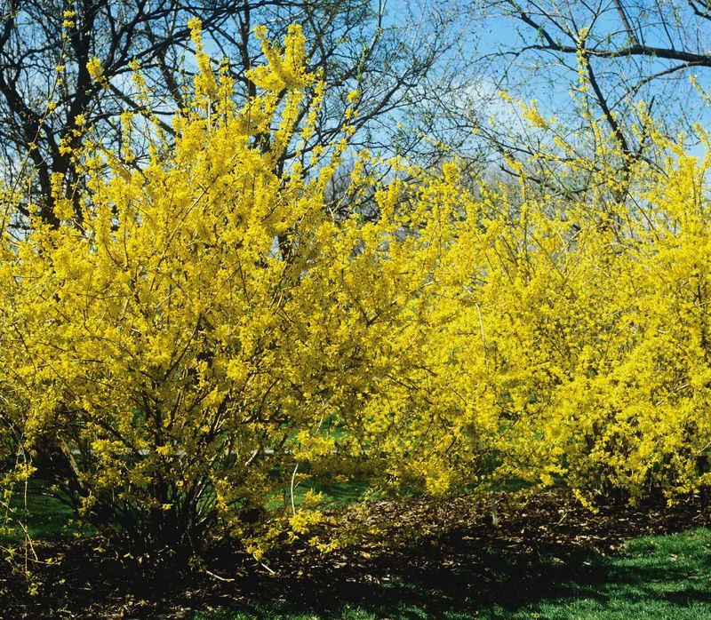 Forsythia