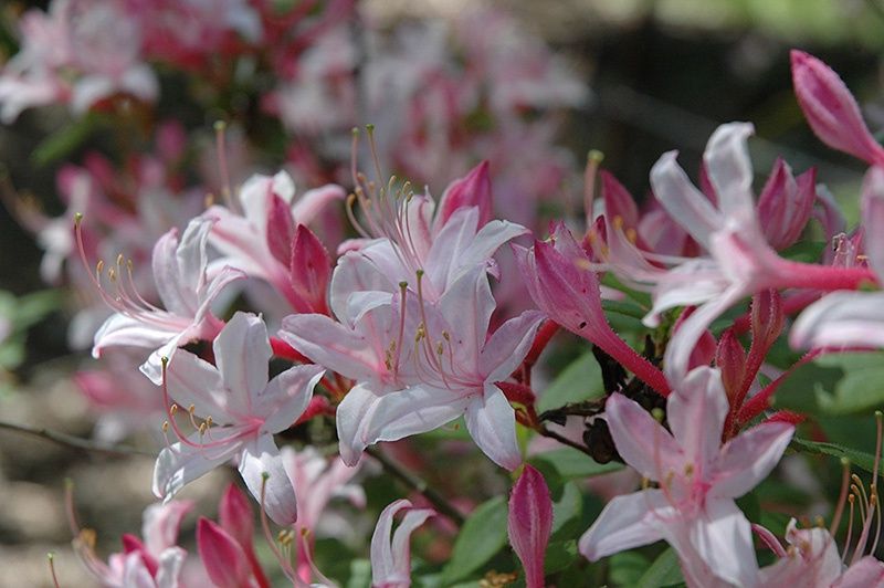 Native Azalea &#39;Marydel&#39;