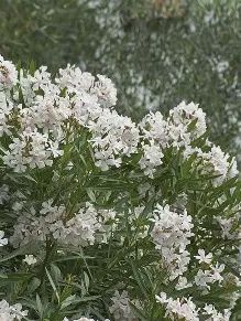 Oleander White