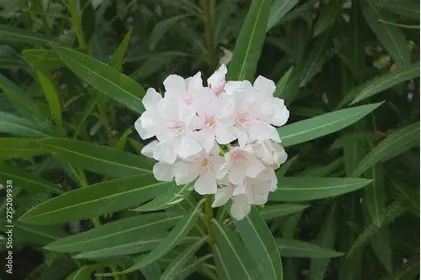 Oleander White