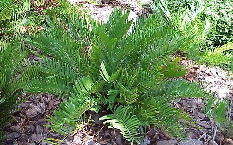 Florida Coontie Palm