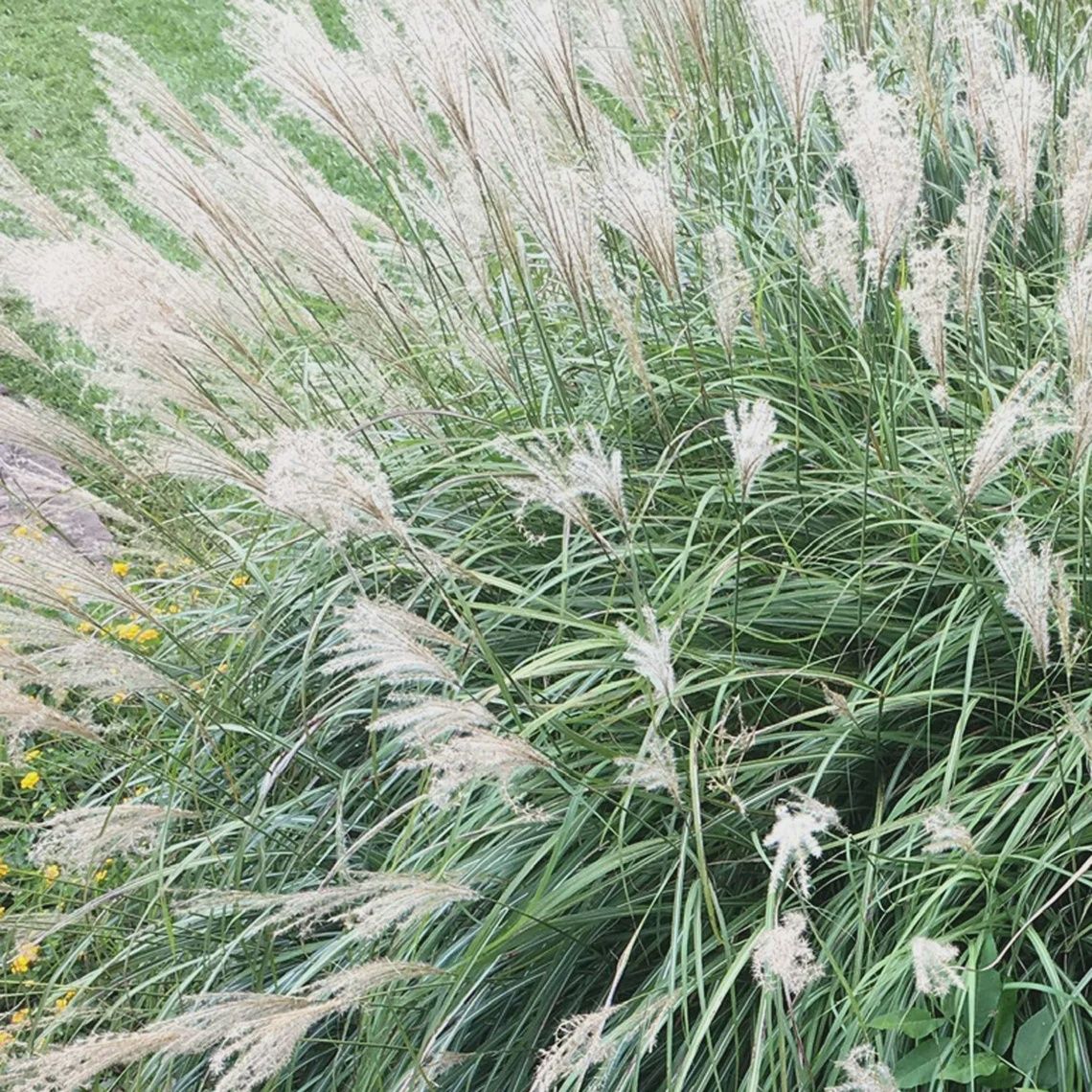 Maiden Grass &#39;Adagio&#39;