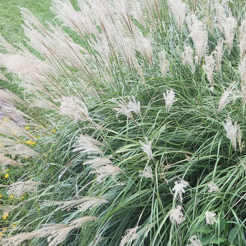 Maiden Grass &#39;Adagio&#39;