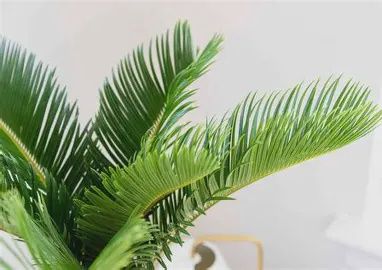 Sago Palm
