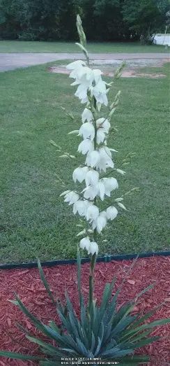 Yucca &#39;Adam&#39;s Needle&#39;